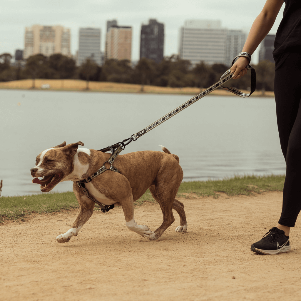 Khaki Correa para perros FY Active – FuzzYard Europe