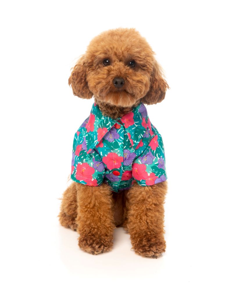 Camisa para perros Lahania FuzzYard Europe