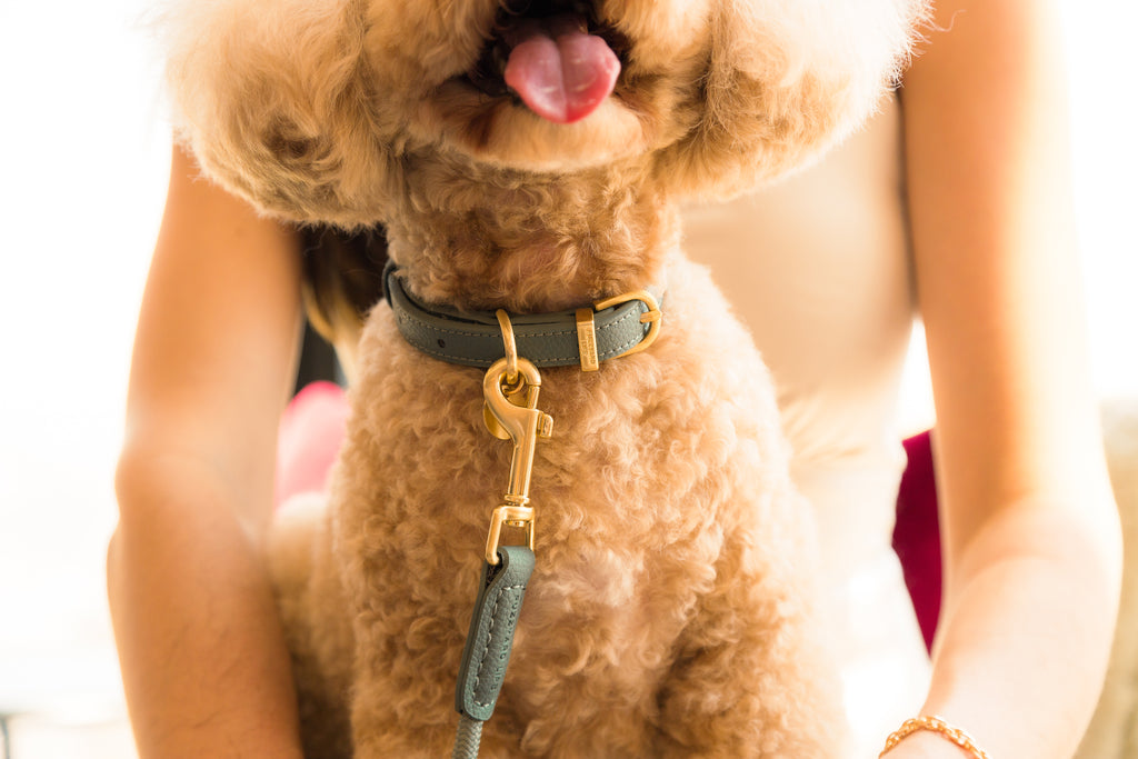 Myrtle Green - Collar para perros Atelier