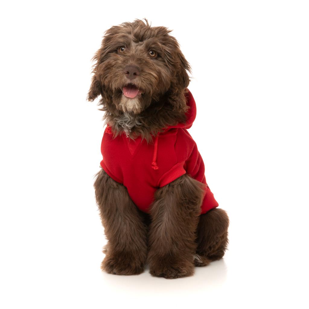 Zoomies Hoodie Red