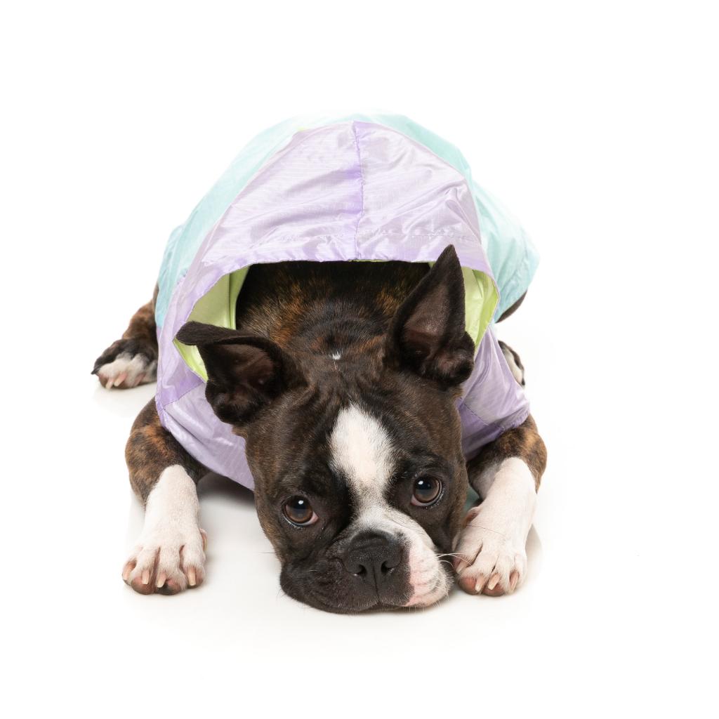 Raincoat Ormond Purple/Blue