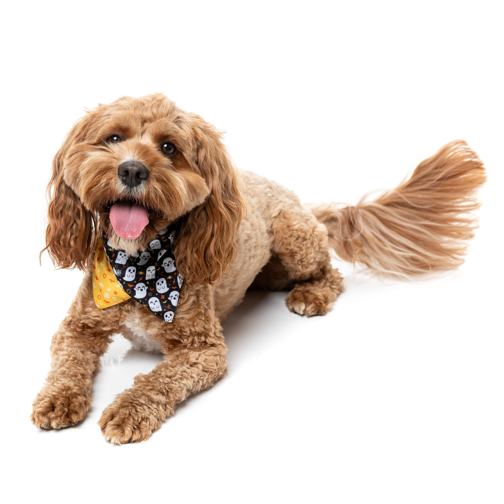 Peek-A-Boo - Bandana para perros y gatos