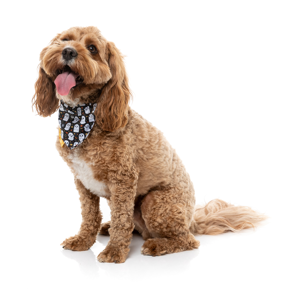 Peek-A-Boo - Bandana para perros y gatos