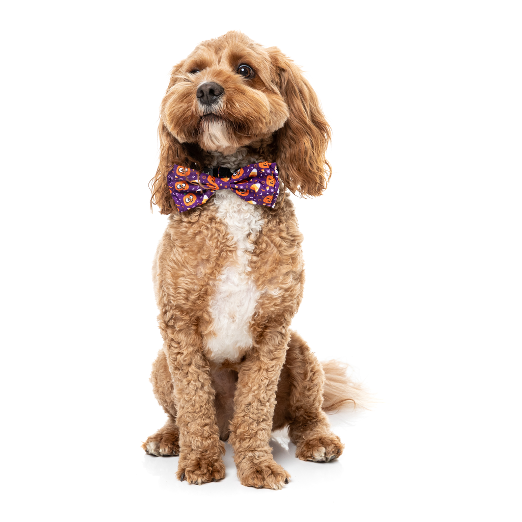 Goofy Gourds - Pajarita para perros y gatos