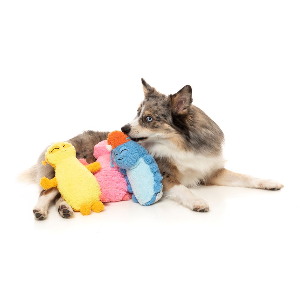 Rolly The Bed Bug - Dog toy