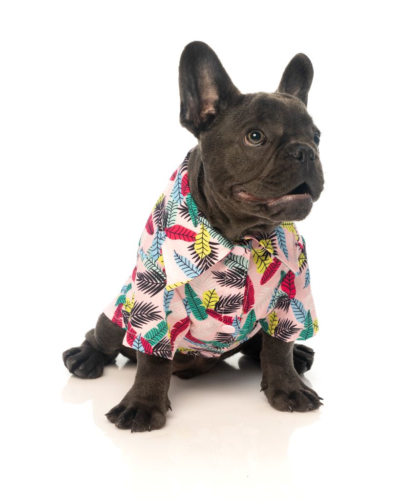 Dog Shirt - Ohana