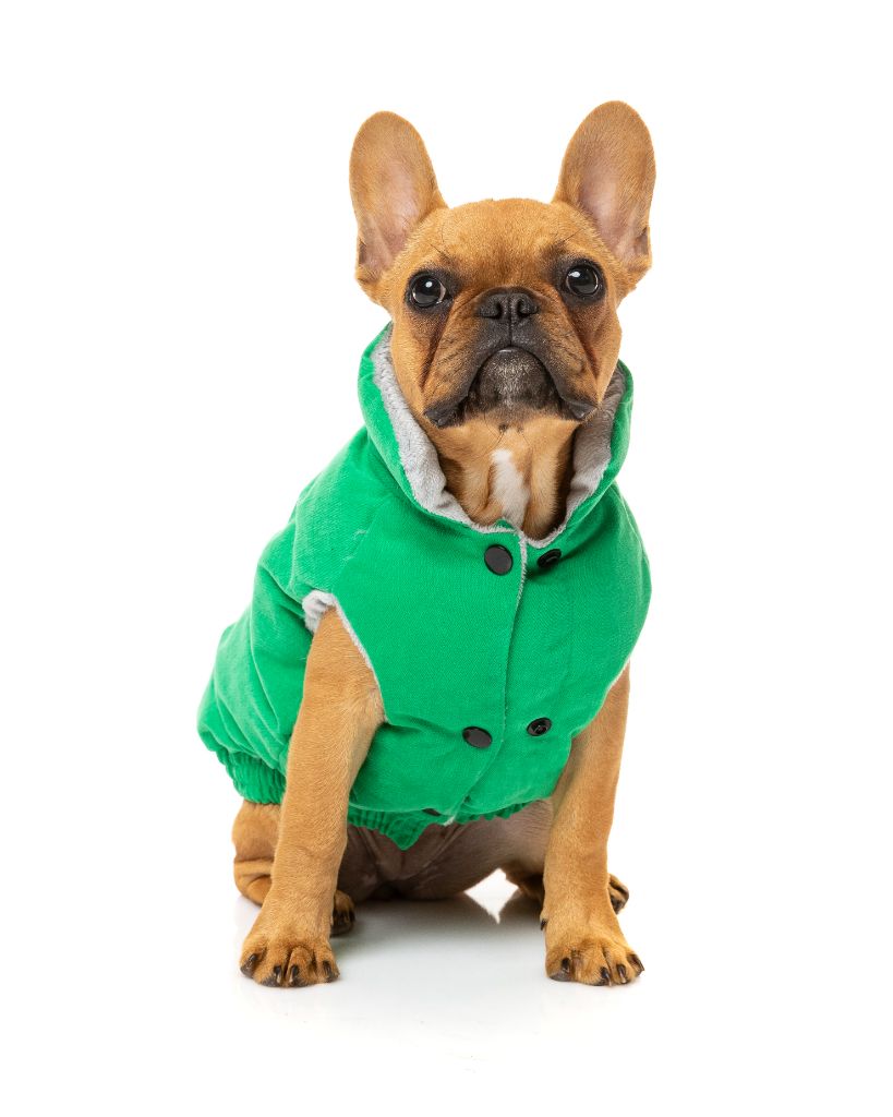 Chaqueta para perros - Ashbury