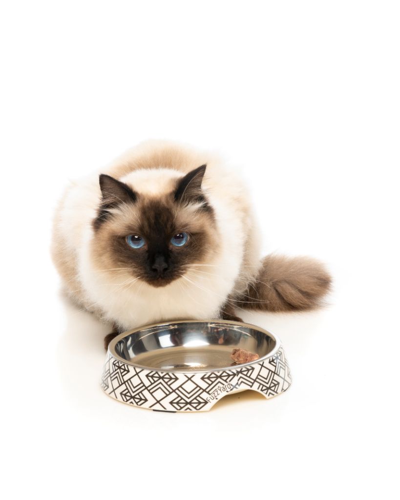 Gatsby Easy Feeder Cat Bowl